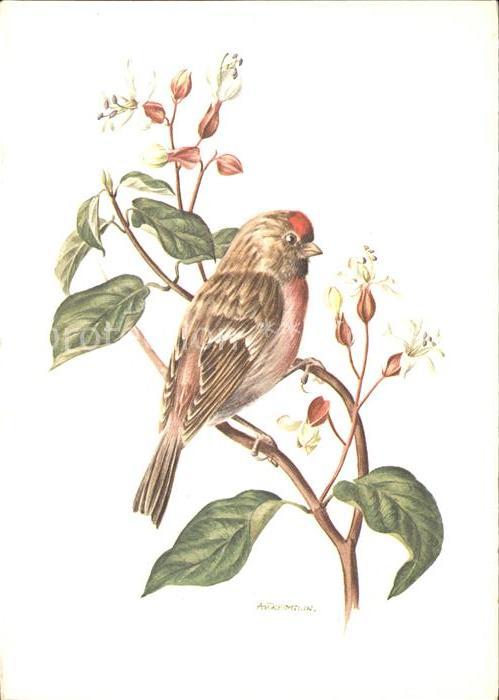 Voegel Birds Oiseaux Uccelli Pajaros-- Birkenzeisig Kuenstlerkarte A.M. Trechsli