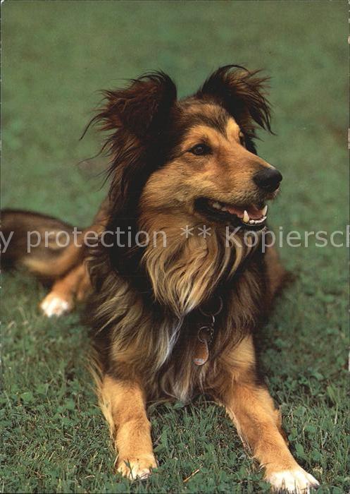 Hunde Belgischer Schaeferhund Sheepdog