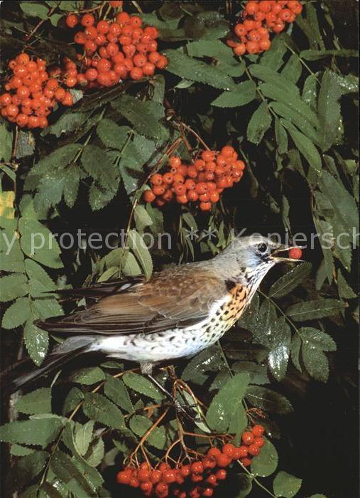 Voegel Birds Oiseaux Uccelli Pajaros-- Wacholderdrossel Turdus pilaris