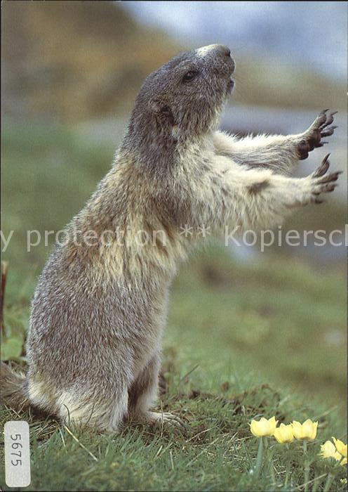 Murmeltier Marmotte Marmot