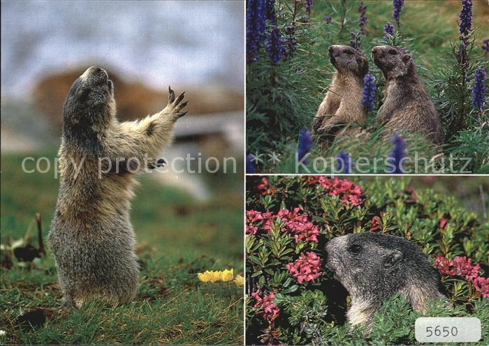 Murmeltier Marmottes Marmots