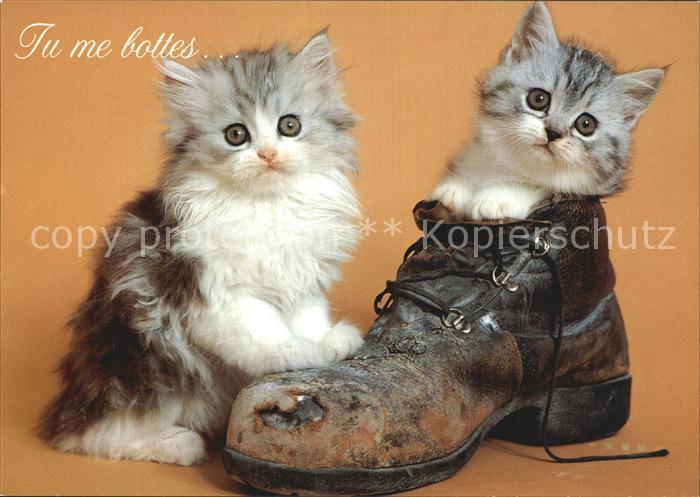Katzen Schuh
