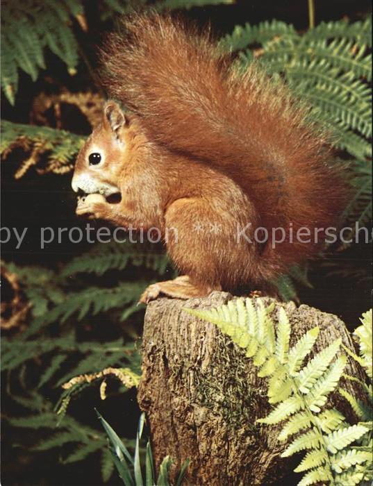 Eichhoernchen Ecureuil Squirrel