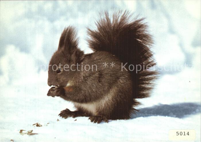 Eichhoernchen Ecureil Scoiattolo Squirrel