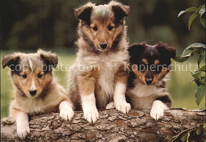Hunde Collies Welpen