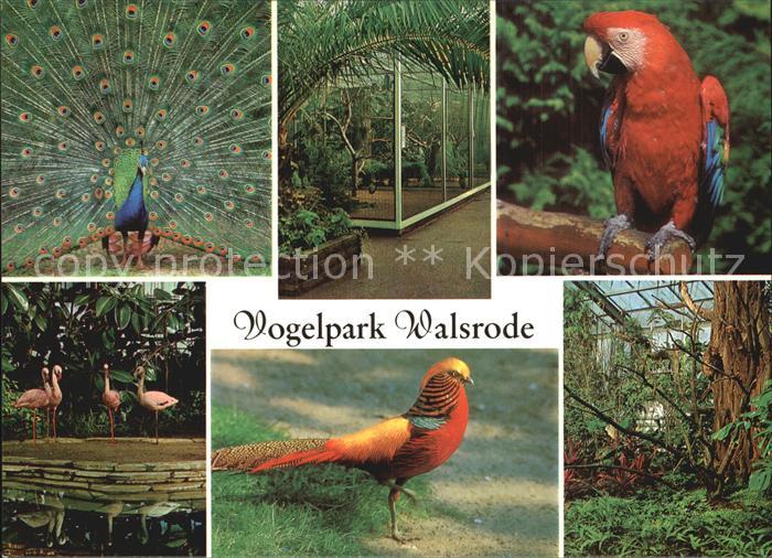 Voegel Vogelpark Walsrode Pfau Flamingo Papage