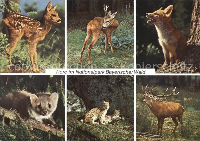 Tiere Nationalpark Bayerischer Wald Reh Hirsch Fuchs