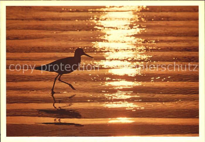 Voegel Birds Oiseaux Uccelli Pajaros-- Reflets de la Cote