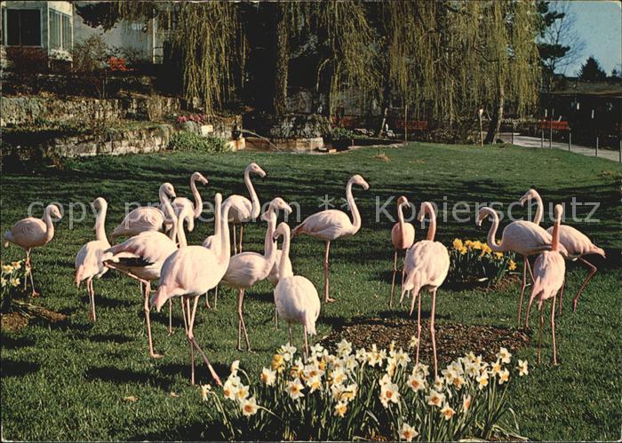 Flamingo Zoo Zuerich