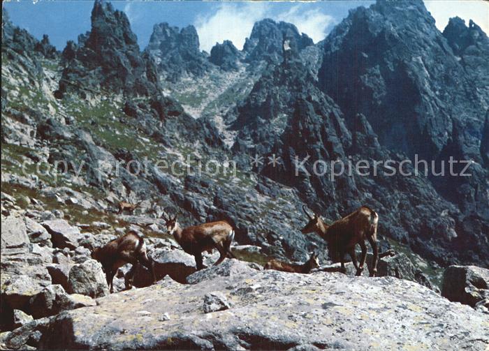 Gemse Vysoke Tatry Hohe Tatra Kamziky vo Velickej doline