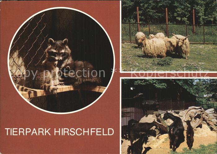 Tiere Tierpark Hirschfeld Waschbaeren Ungarische Zackelschafe Afrikanische Zwerg