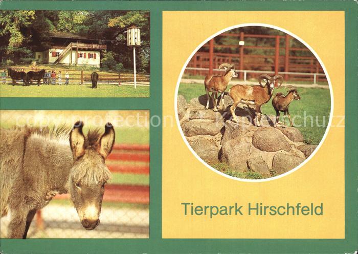 Tiere Tierpark Hirschfeld Schweizerhaus Esel Muffelwild
