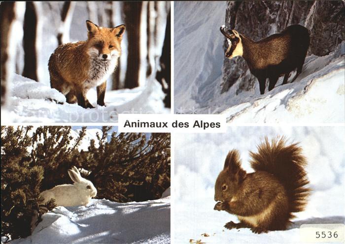 Tiere Alpentiere Fuchs Gemse Schneehase Eichhoernchen
