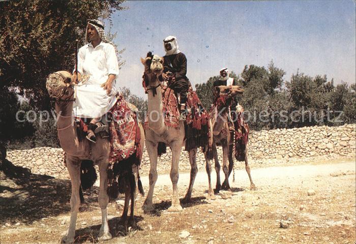 Kamel  Camel Chameau Cavaliers de Chameaux