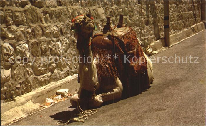 Kamel  Camel Chameau Camel