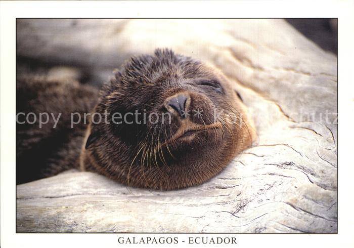 Seehunde Robben Lobo de Mar Isla Fernandina Galapagos Ecuador Seeloewe