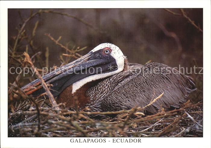 Voegel Birds Oiseaux Uccelli Pajaros-- Pelicano Cafe Isla Rabida Ecuador Brauner