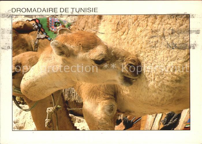 Kamel  Camel Chameau Dromadaire de Tunisie