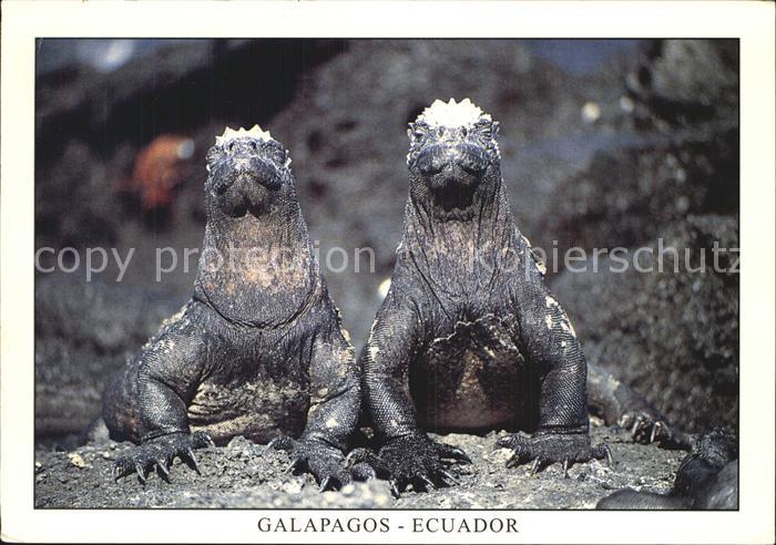 Tiere Reptilien Meerechse Iguana Marina Isla Fernandina Galapagos