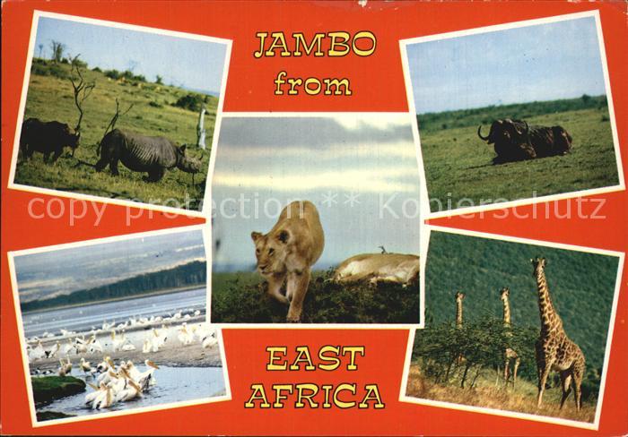 Tiere East Africa Nashorn Loewe Giraffe