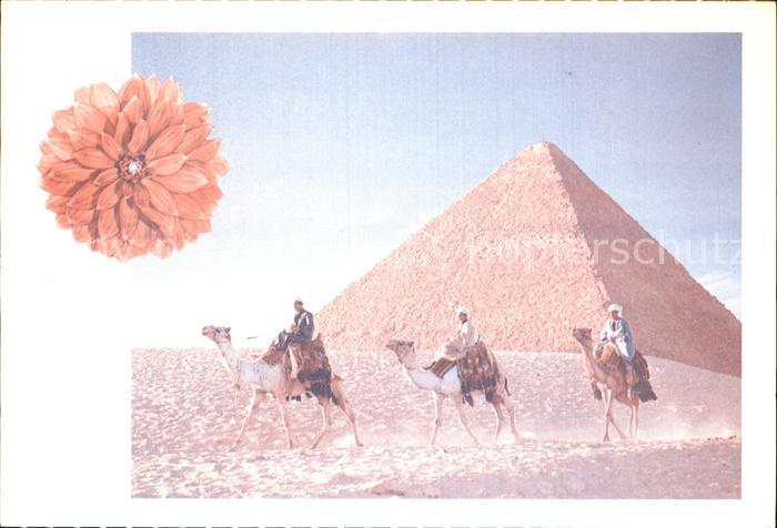 Kamel  Camel Chameau Kamelreiter aegypten