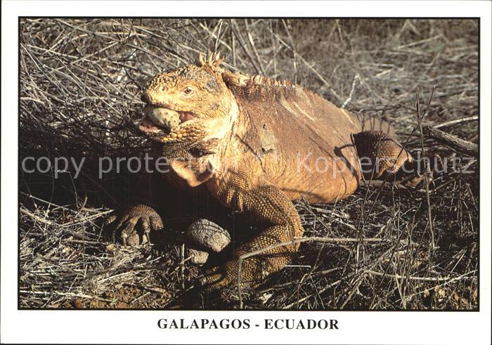 Tiere Landleguan Iguana Terrestre Isla Santa