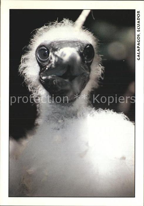 Voegel Birds Oiseaux Uccelli Pajaros-- Piquero enmascarado juvenil Galapagos Ecu