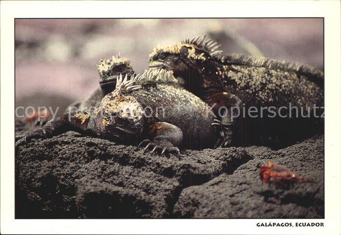 Tiere Iguanas Marinas Galapagos Ecuador Meerechse