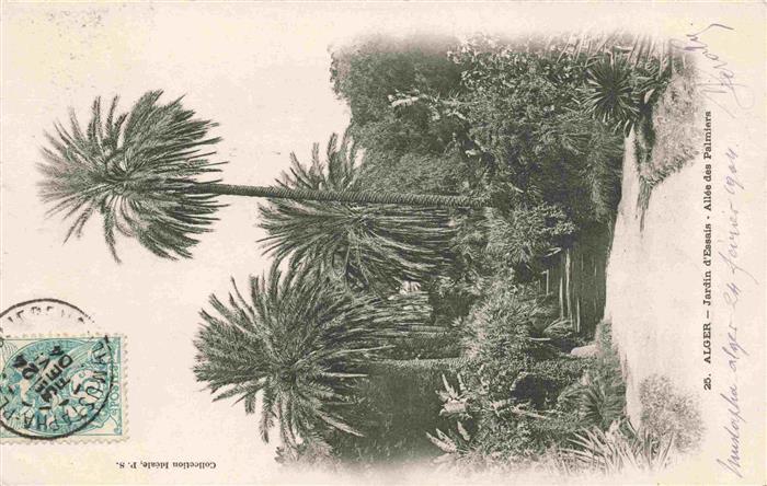 Algier ALGER Algerie Jardin-d Essais Allée-des-Palmiers Palmen Botanischer-Garte