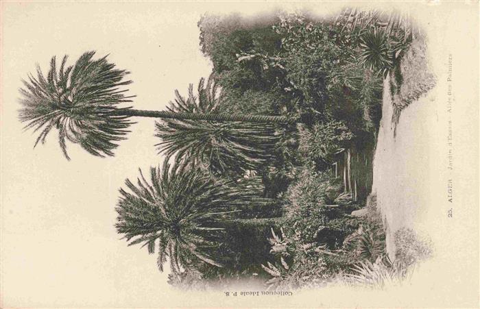 ALGER  Algerie Jardin-d Essais Allée-des-Palmiers Palmen Botanischer-Garten Weg