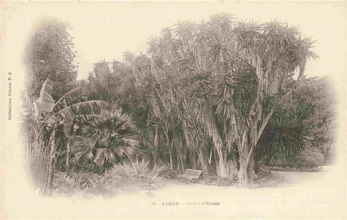 ALGER  Algerie Jardin-d Essais Drachenbaum Palmen Tropenvegetation Botanischer-G