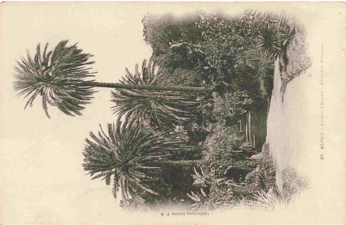 ALGER  Algerie Jardin-d Essais Allée-des-Palmiers Palmen Weg Park Tropen
