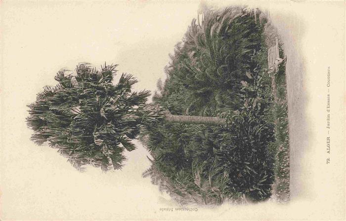 ALGER  Algerie Jardin-d Essais Cocotiers Palmen Kokosnusspalme Bank Spaziergaeng
