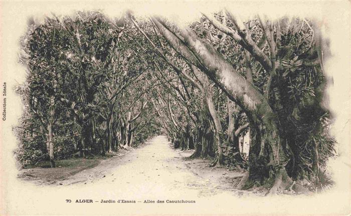ALGER Algerie Jardin-d Essais Allée-des-Caoutchoucs Kautschukbaeume Allee Park