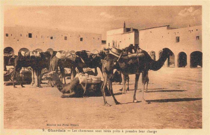 Ghardaia Algeria Les chameaux sont bâtés prêts à prendre leur charge