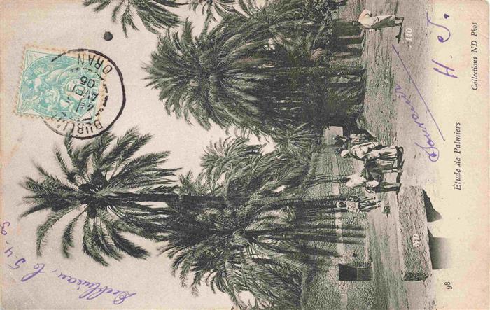 Oran Algerie Etude de Palmiers