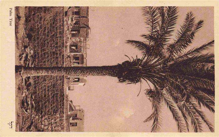 Israel Palme