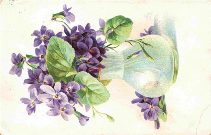 Veilchen Violette Violet Violetta--