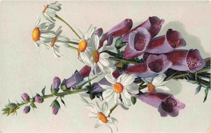 Verlag Photochemie Nr. 1269 Litho Glockenblume
