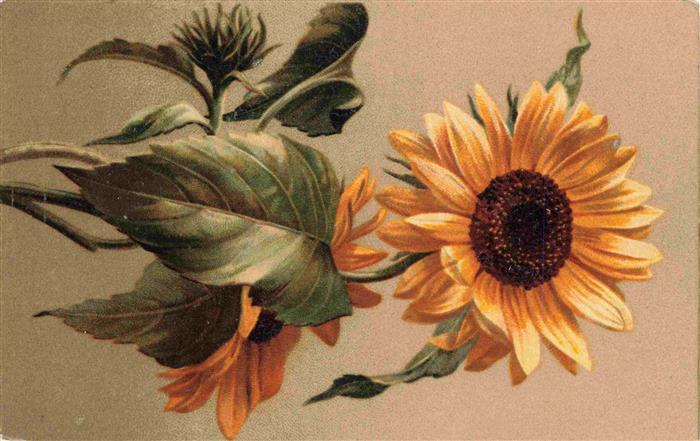 Blumen Flowers Fleurs Sonnenbluemen