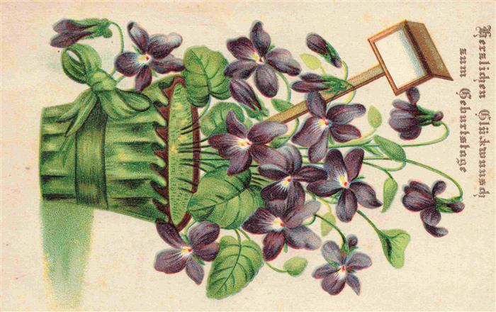 Veilchen Violette Violet Violetta-- Geburtstag Litho