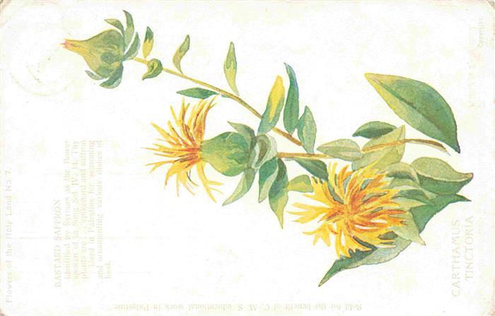 Pflanzen Carthamus Tinctoria Bastard Saffron Holy Land Nr.7