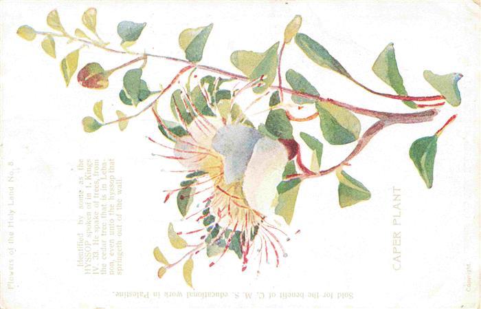 Pflanzen Caper Plant Holy Land Nr.8