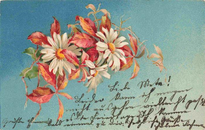Margeriten Daisies Marguerites Margaritas Margherite-- Litho