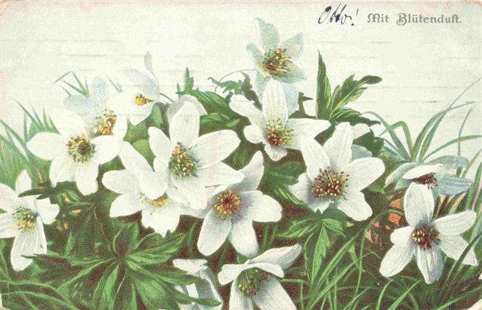 Lilien Lilies Lys Lirios Gigli-- Bluemenduft