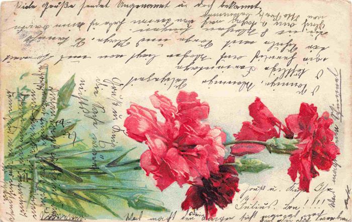 Nelken Carnations Oeillets Claveles Garofani-- Rot