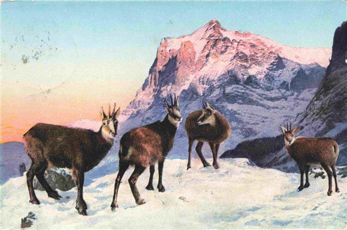 Gemsen Chamois Gamuza Camosicio--