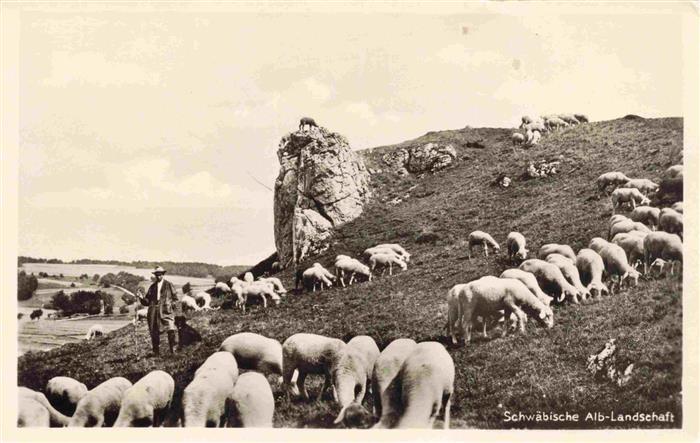 Schaeferei Sheperding Bergerie-- Schwebische Alb Landwirtschaft