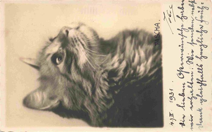 Katzen R.Jobst Pascha