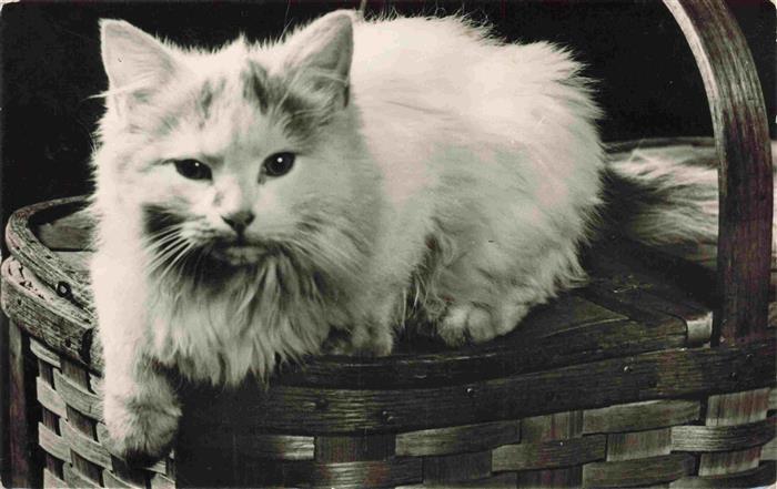 Katzen Weise Katze